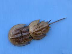 Tachypleus tridentatus