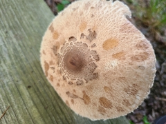 Macrolepiota ameriprocera