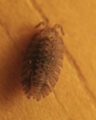 Armadilloniscus coronacapitalis