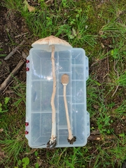 Macrolepiota ameriprocera