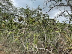 Leptocereus quadricostatus