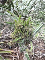 Leptocereus quadricostatus