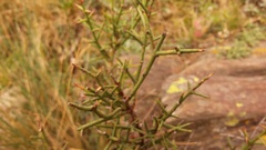 Colletieae