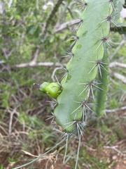 Leptocereus quadricostatus
