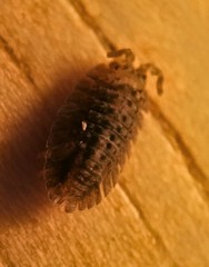 Armadilloniscus coronacapitalis