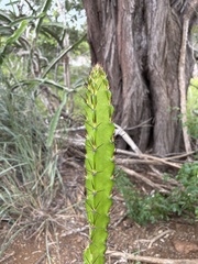 Leptocereus quadricostatus