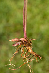 Coleataenia anceps anceps