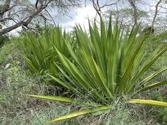 Furcraea tuberosa