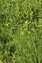 Ranunculus acris
