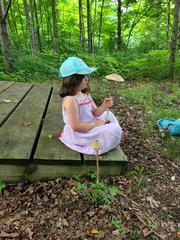 Macrolepiota ameriprocera