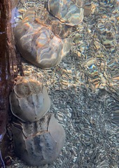 Tachypleus tridentatus