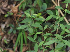 Callicarpa randaiensis