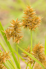 Cyperus flavicomus
