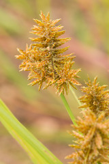 Cyperus flavicomus