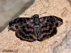 Ebrietas anacreon anacreon