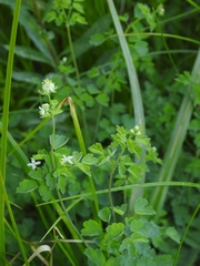 Thalictrum sparsiflorum
