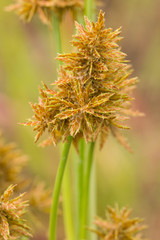 Cyperus flavicomus