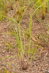 Cyperus flavicomus