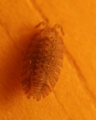 Armadilloniscus coronacapitalis