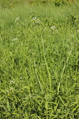 Anthriscus sylvestris