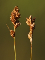 Carex integra
