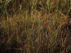 Carex integra