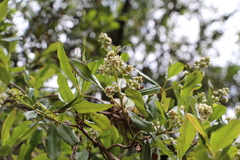 Escallonia paniculata