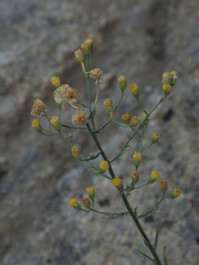 Erigeron inornatus keilii