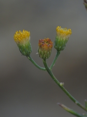Erigeron inornatus keilii