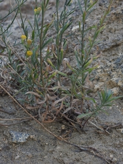 Erigeron inornatus keilii