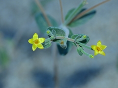 Mentzelia dispersa