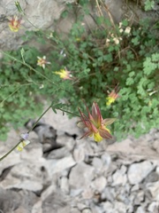 Aquilegia elegantula