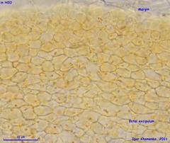 Orbilia xanthostigma