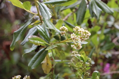 Escallonia paniculata