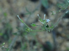 Allophyllum integrifolium