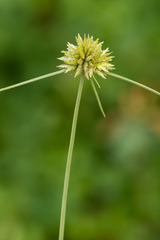Cyperus filiculmis