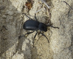 Stenomorpha obliterata