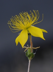 Mentzelia crocea