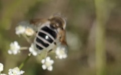 Eristalis
