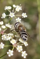 Eristalis