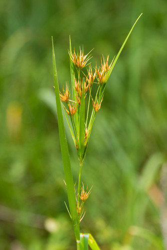 Rhynchospora macrostachya Torr. ex A.Gray