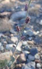 Streptanthus barbatus