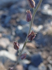 Streptanthus barbatus