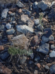 Streptanthus barbatus