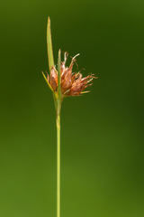 Rhynchospora ciliaris