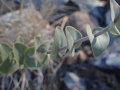 Streptanthus barbatus