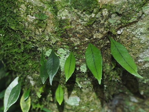 Lepidogrammitis pyriformis iNat (1)