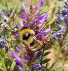 Bombus