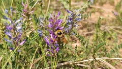 Bombus