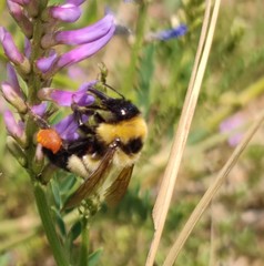Bombus